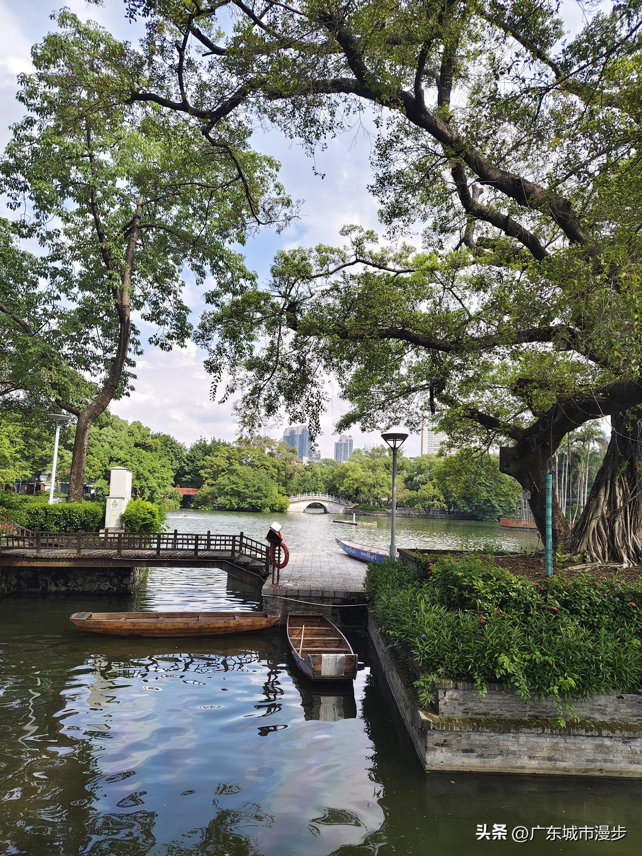 广州荔湾湖｜夏天出门全靠湖边树荫降温
午后逛荔湾湖，太阳晒得浑身发热，走到湖边码