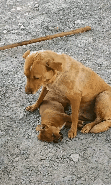 巷子里的一幕，让无数人破防。
 
一只居无定所的流浪狗妈妈，好不容易养大的六七只