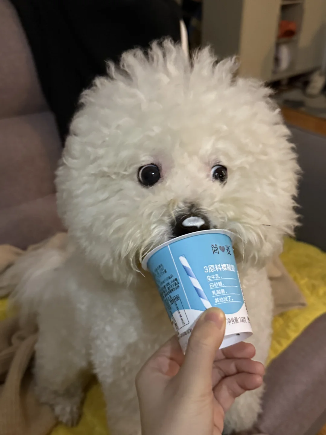 舔酸奶 眼睛瞪超大👀