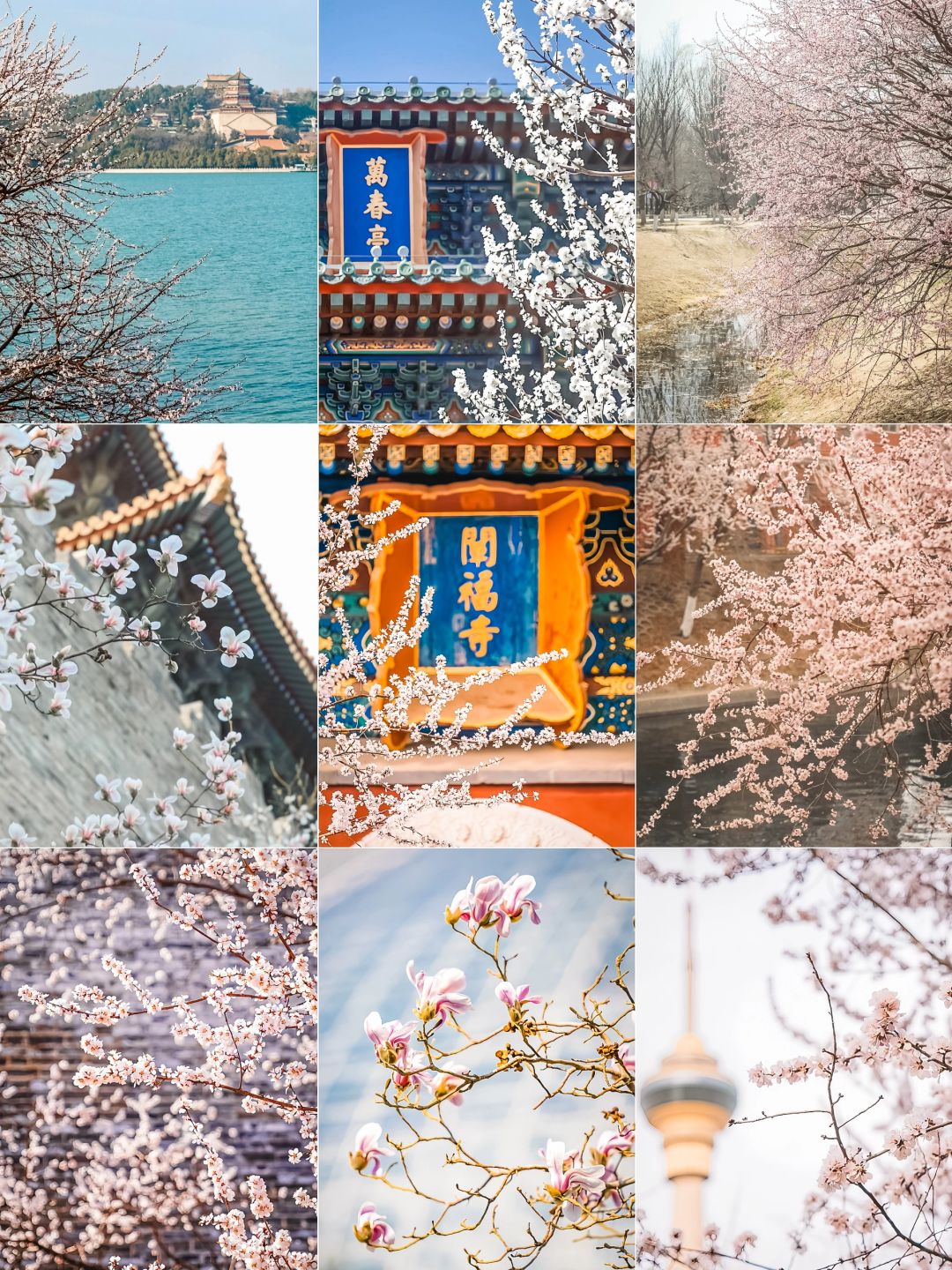 花都开好啦！北京一周花讯❾大打卡地实拍🌸