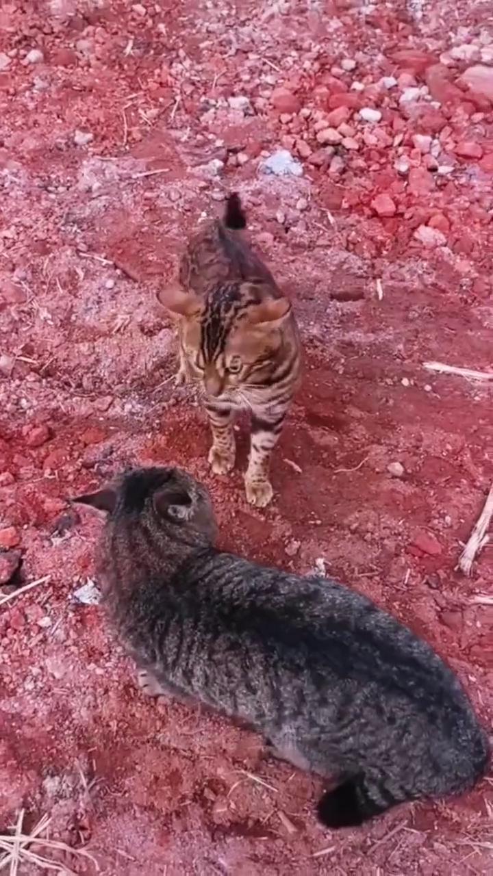 啊！啊！分别是哪一个啊？
·狸花猫和豹猫干架。一起来看看，最后谁打赢了？万物皆有