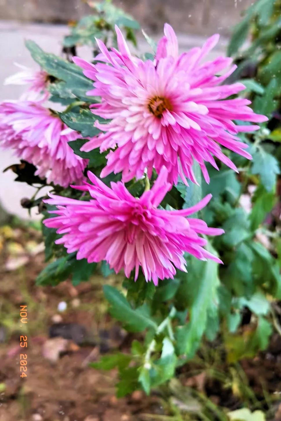 秋日花坛里的菊花随拍随拍秋季菊花 随手拍秋季菊花