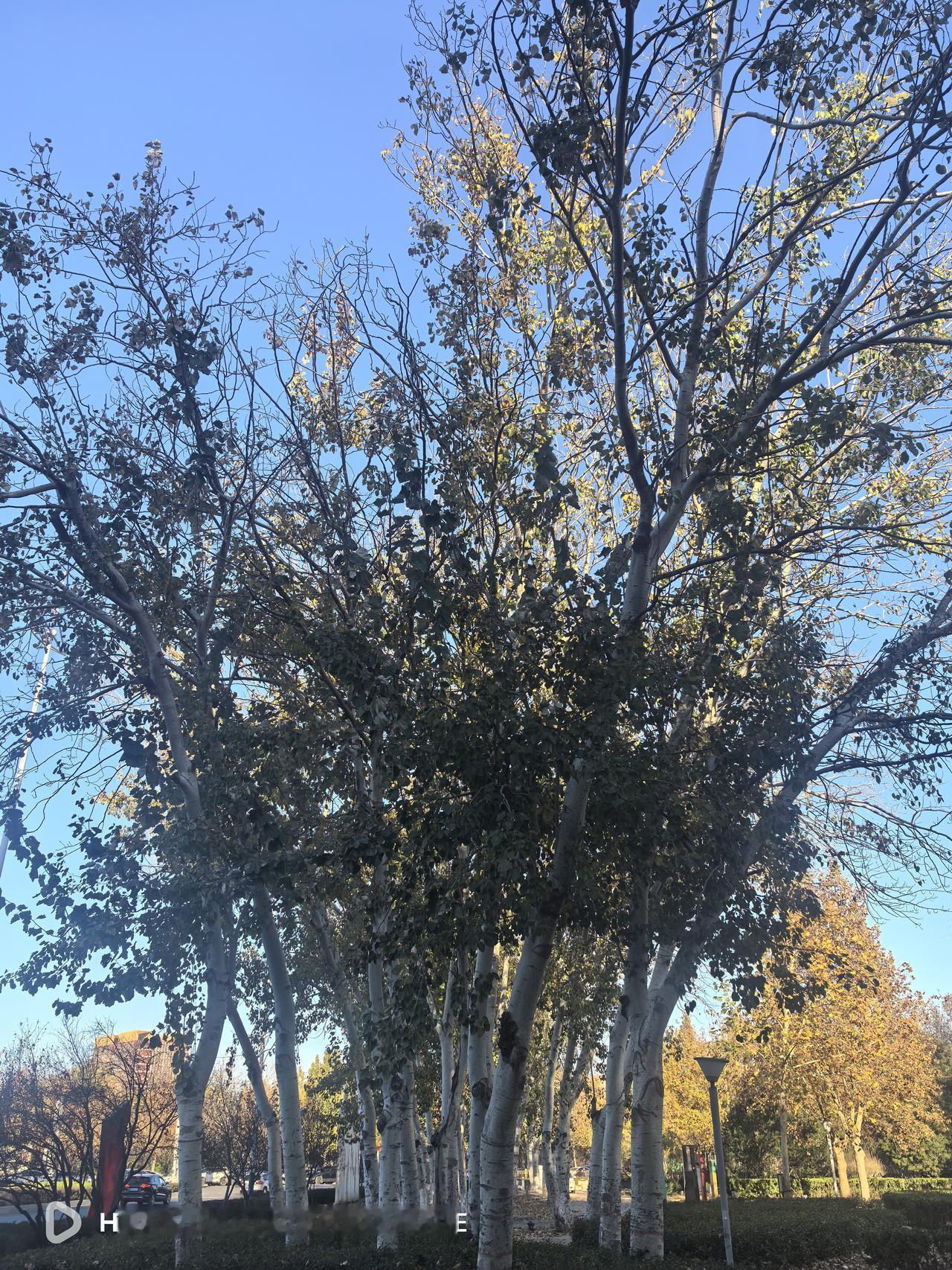 最近不少条友称自己的“新锐创作者”称号被取消，理由都一样。其实，不必太在意，上头