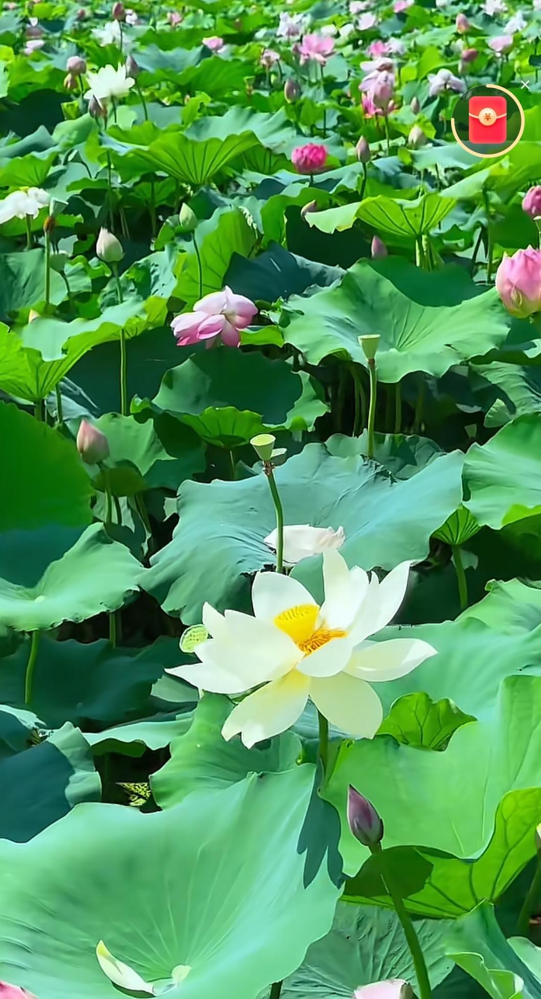2026年6月22日，我家小院里，第10朵荷花“若兰”开了！
 
一推开窗，那叫