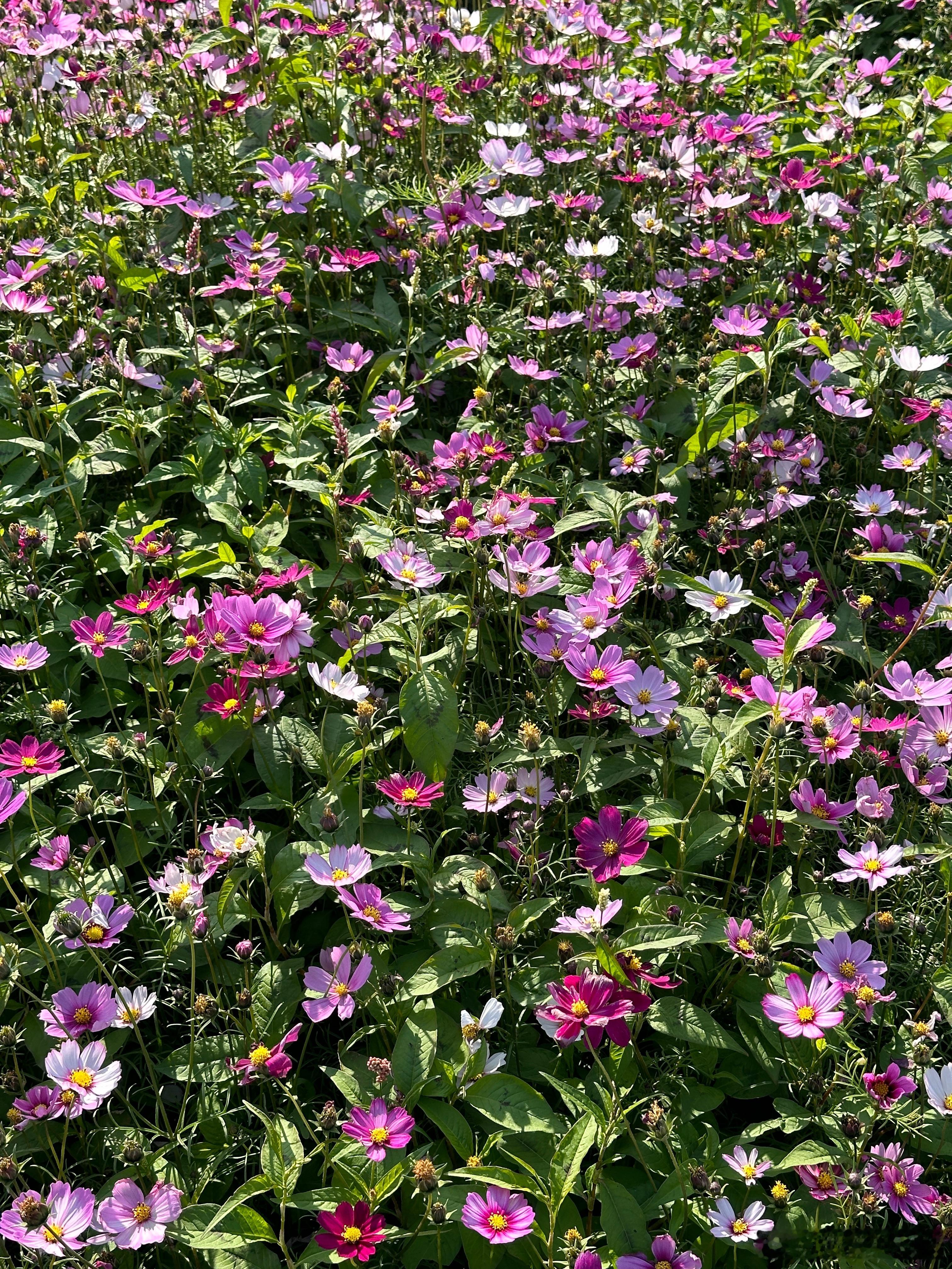 快过来一起跟我看初春里的花🌸海 