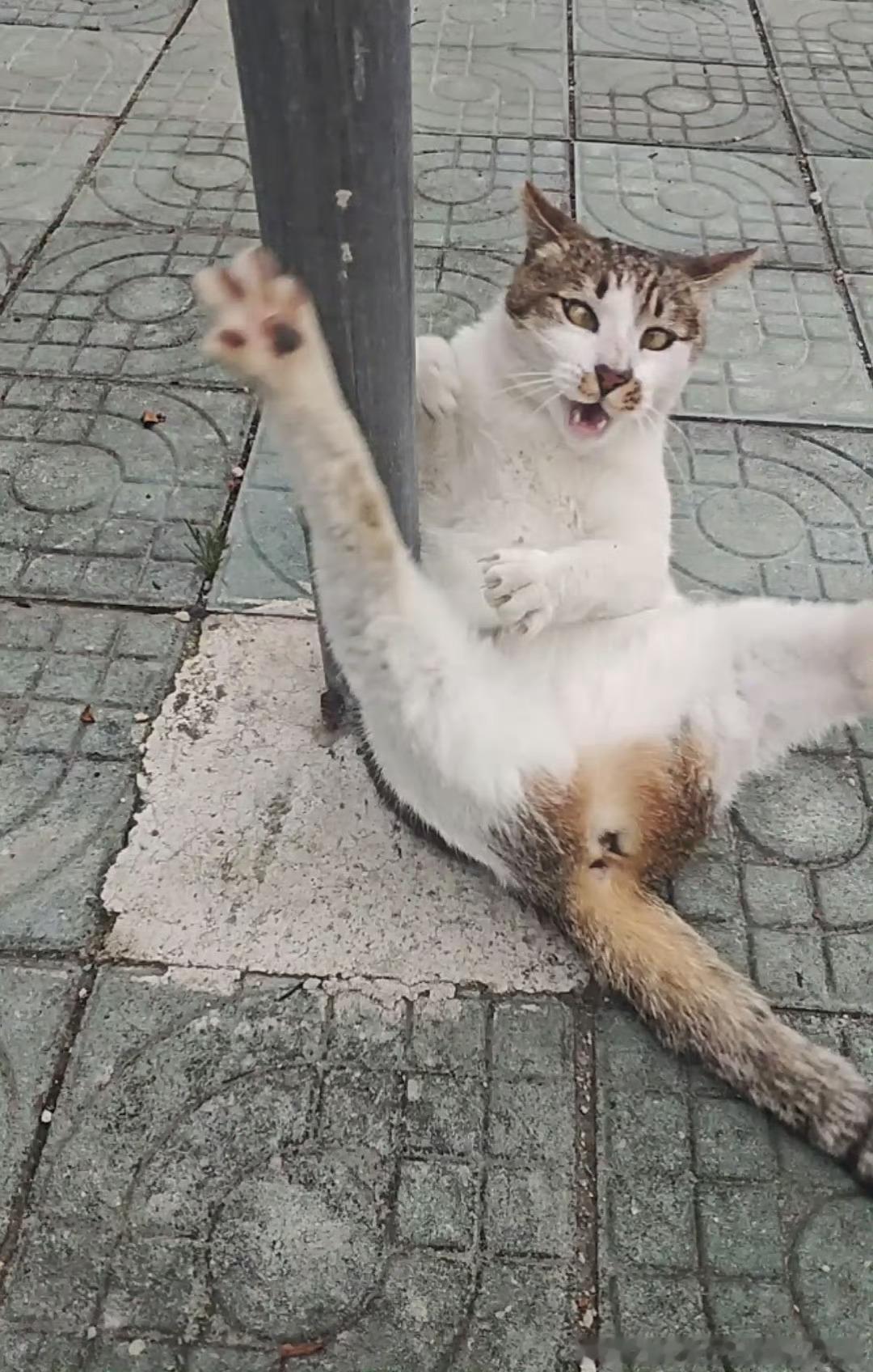 我真的不行了 