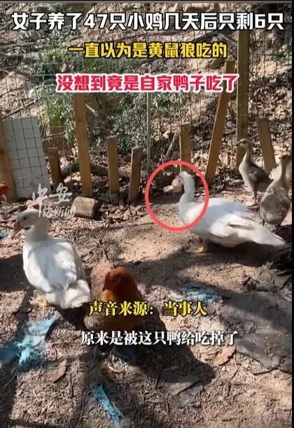 福建厦门，女子养了47只小鸡，几天后只剩6只，尸体都没有找到。她一直以为是黄鼠狼