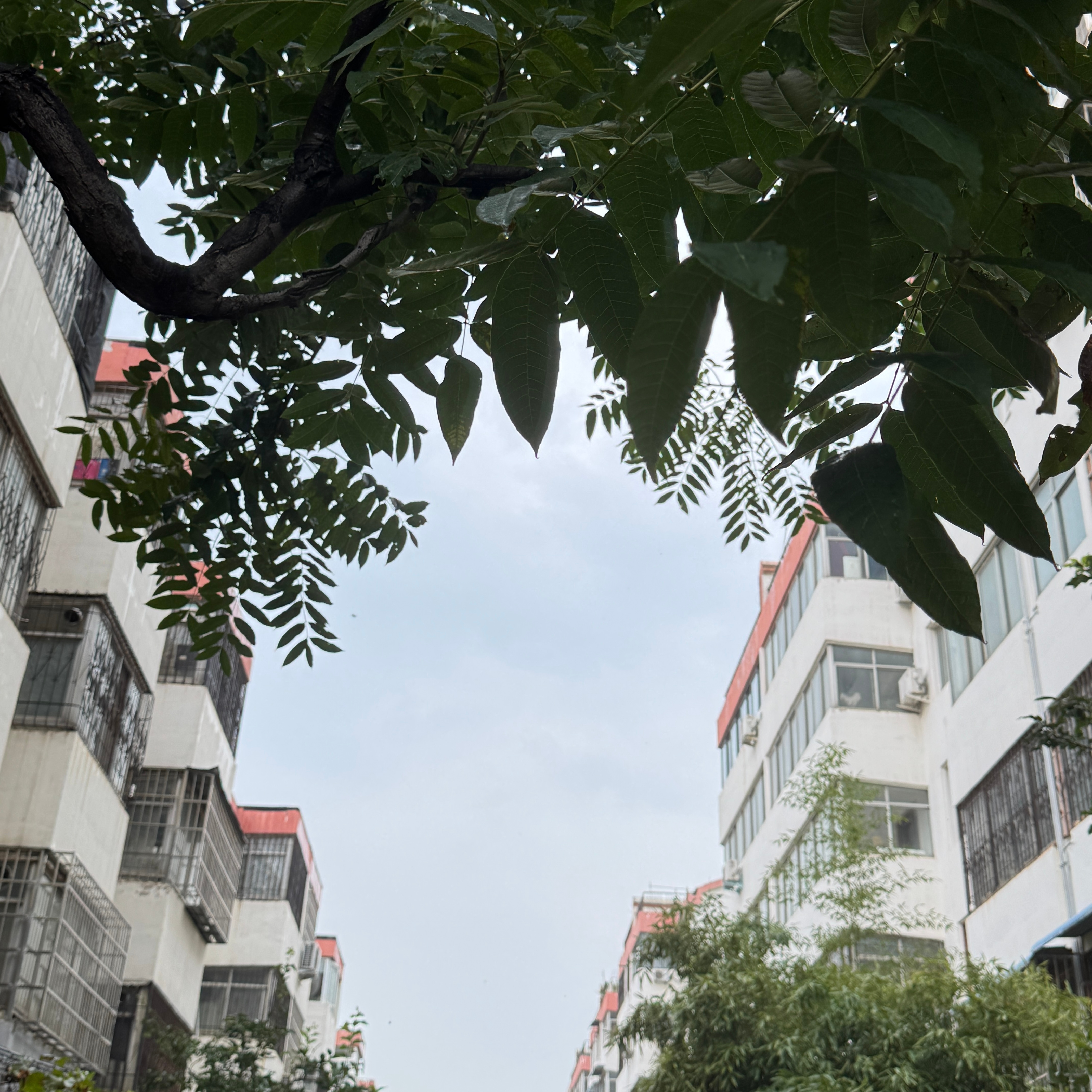 抬头看，树叶静静遮住这片灰调天空，天很阴，看来还有雨要下呀！晚安啦💤睡个好觉٩