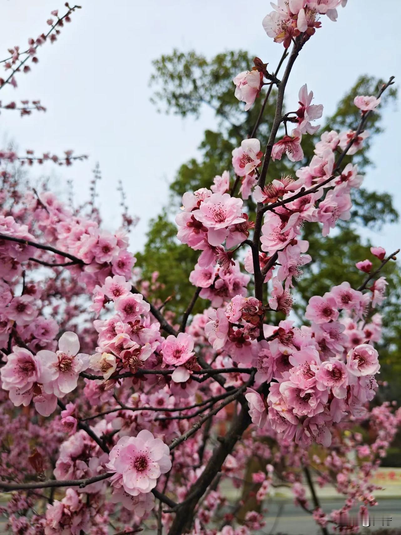 春天翩然而至，万物欣然复苏。繁花绽于四处，不妨多出去走走，自然馈赠给我们的美，足