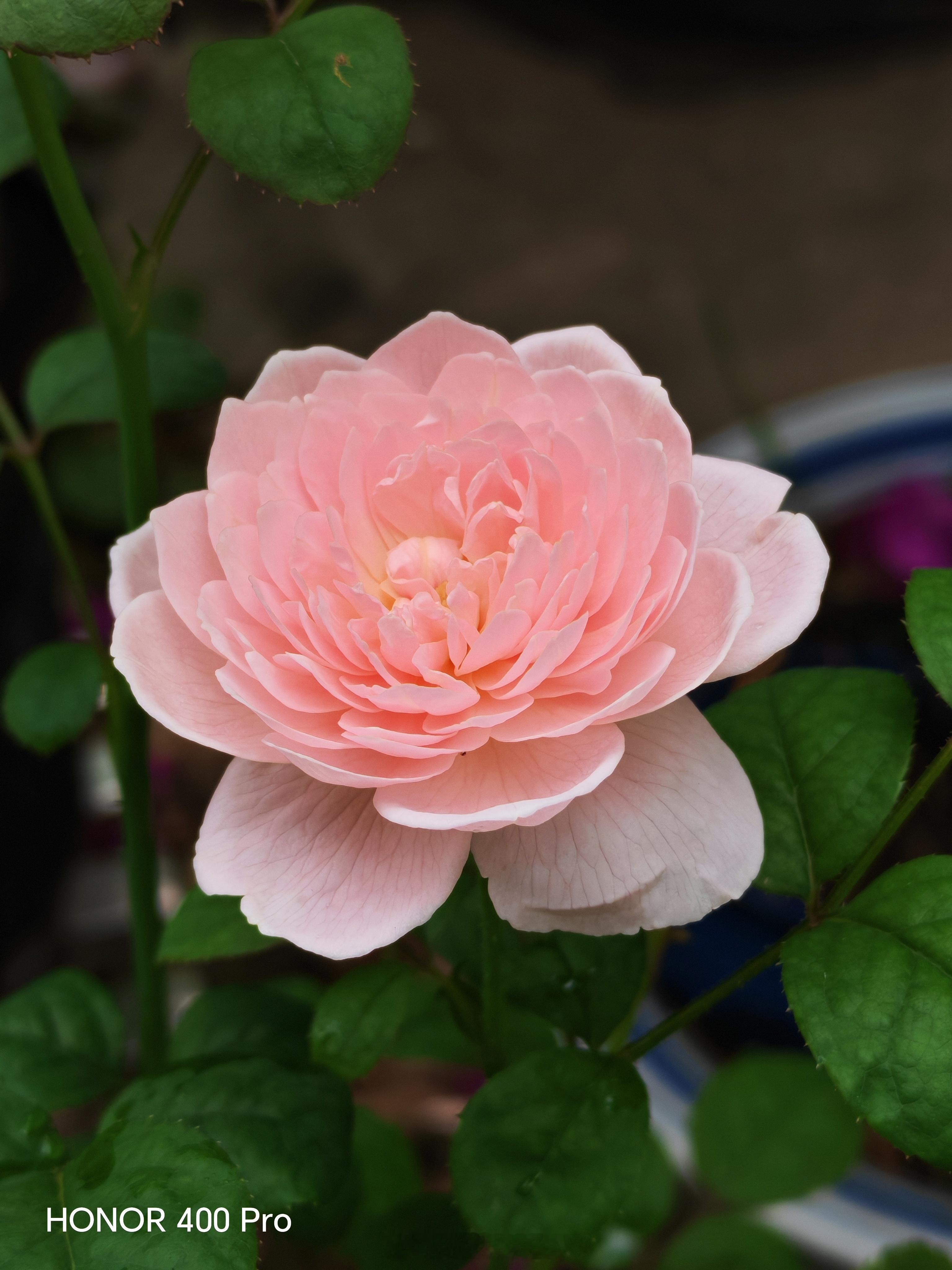 回到家就看我的花[馋嘴]瑞典女王（图1）满足了我对花的想象，花就应该是这样的，绝