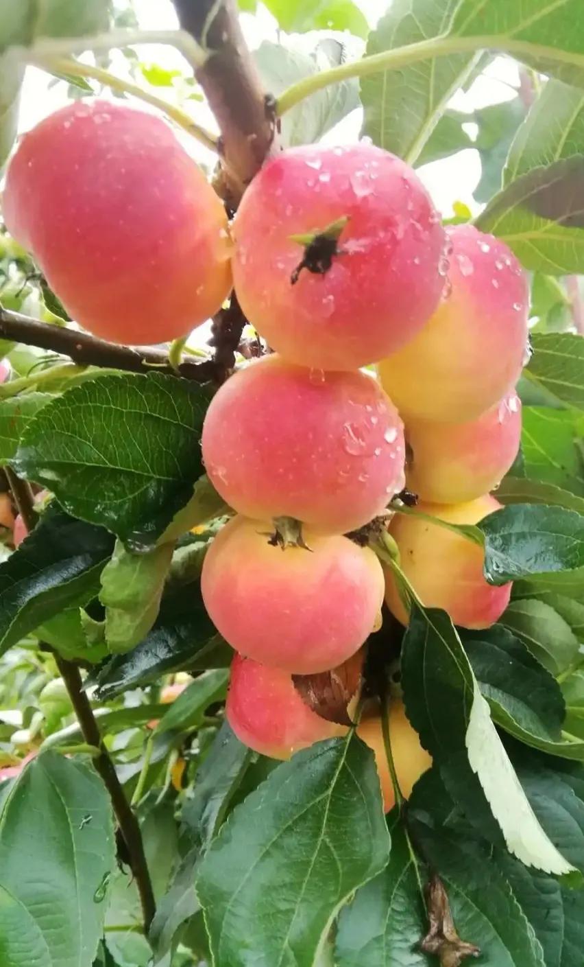 △生活寄语△
🌸🍎🍃🍒
万物不随身，唯一健康真。
生活简单过，日子每天新