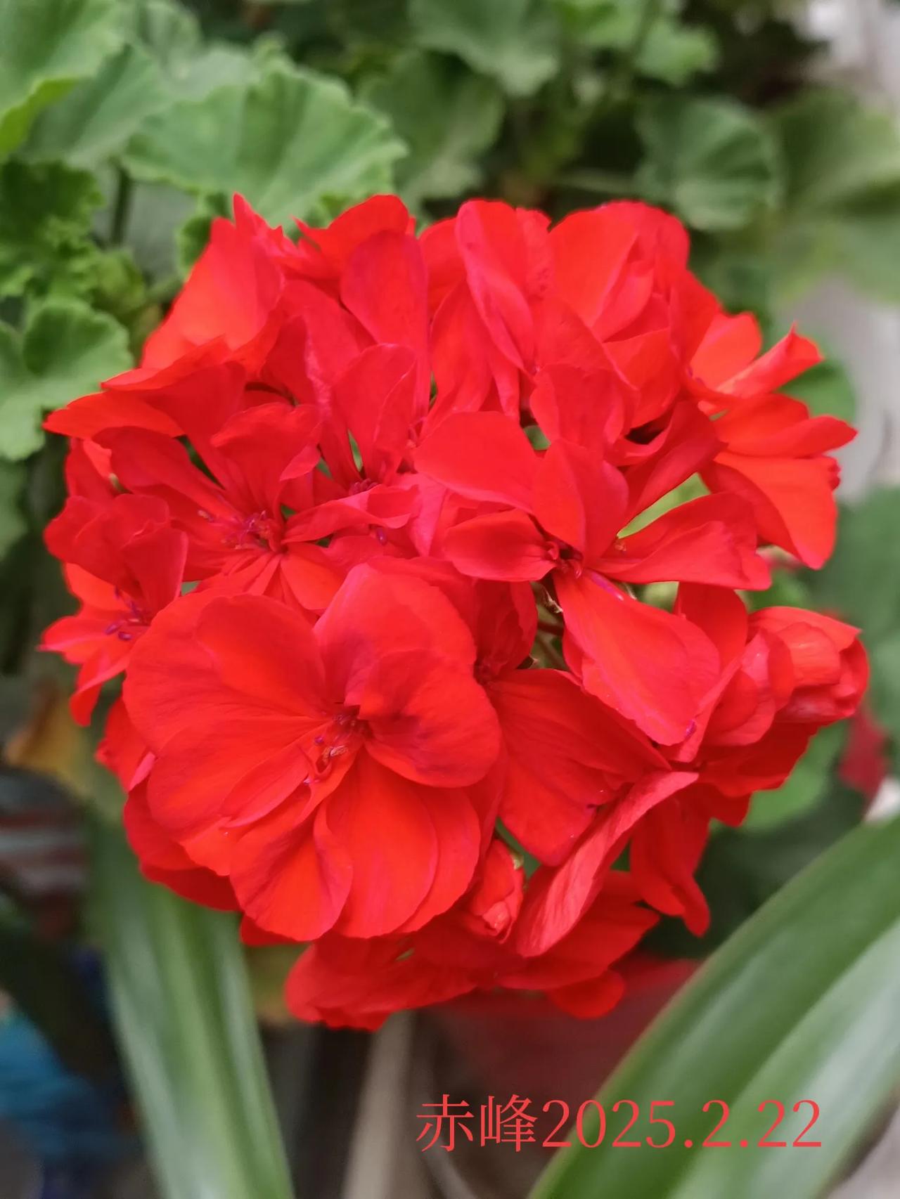 随手拍的花分享随手一拍，绝美鲜花。