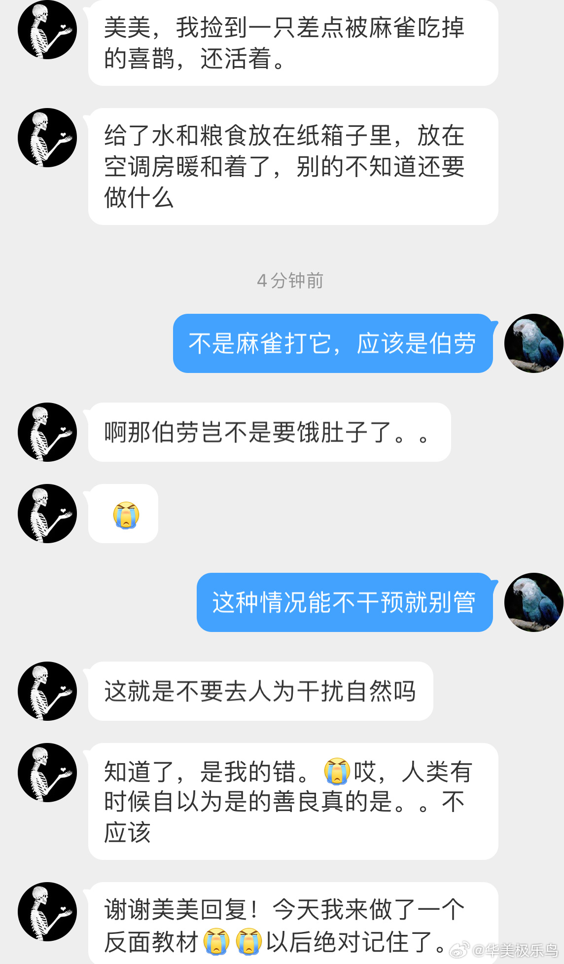 #鸟粉投稿# 偶遇【棕背伯劳】打猎🙊幸运的【鹊鸲qú】被捡回一条鸟命，但伯劳可