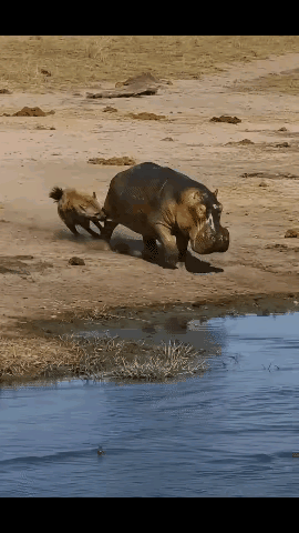 以色列意气风发，他们表示军事行动的进展还没推进“一半”，也就是说战线要拉长。他们