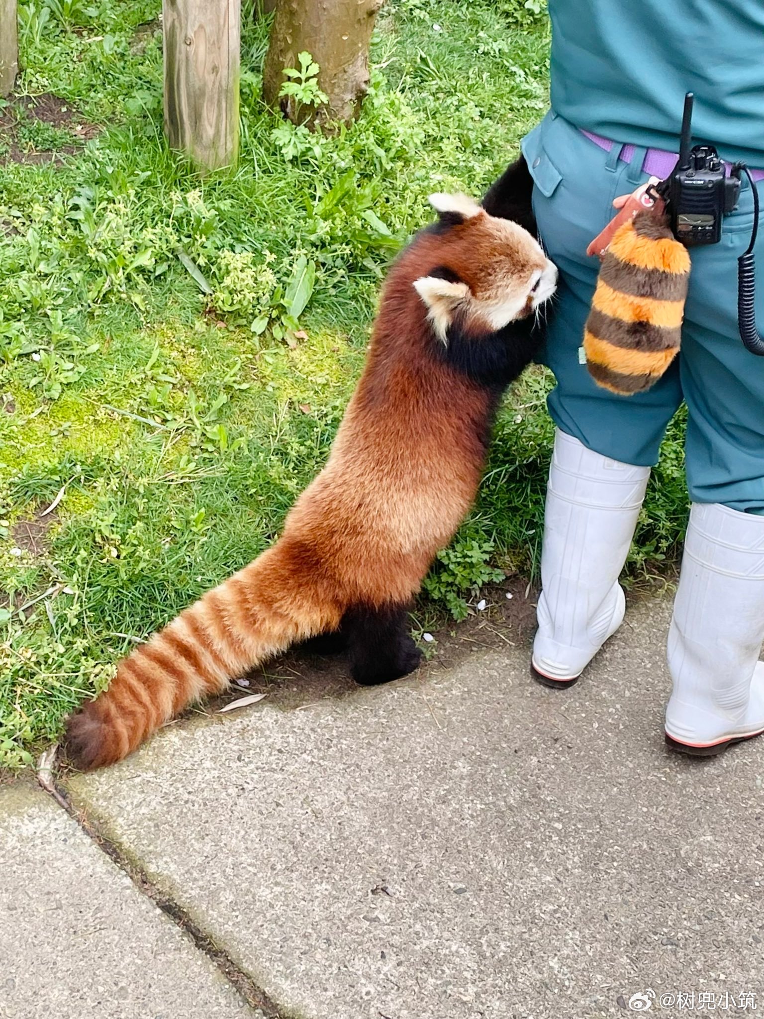 「饲育员的尾巴好短啊…」 