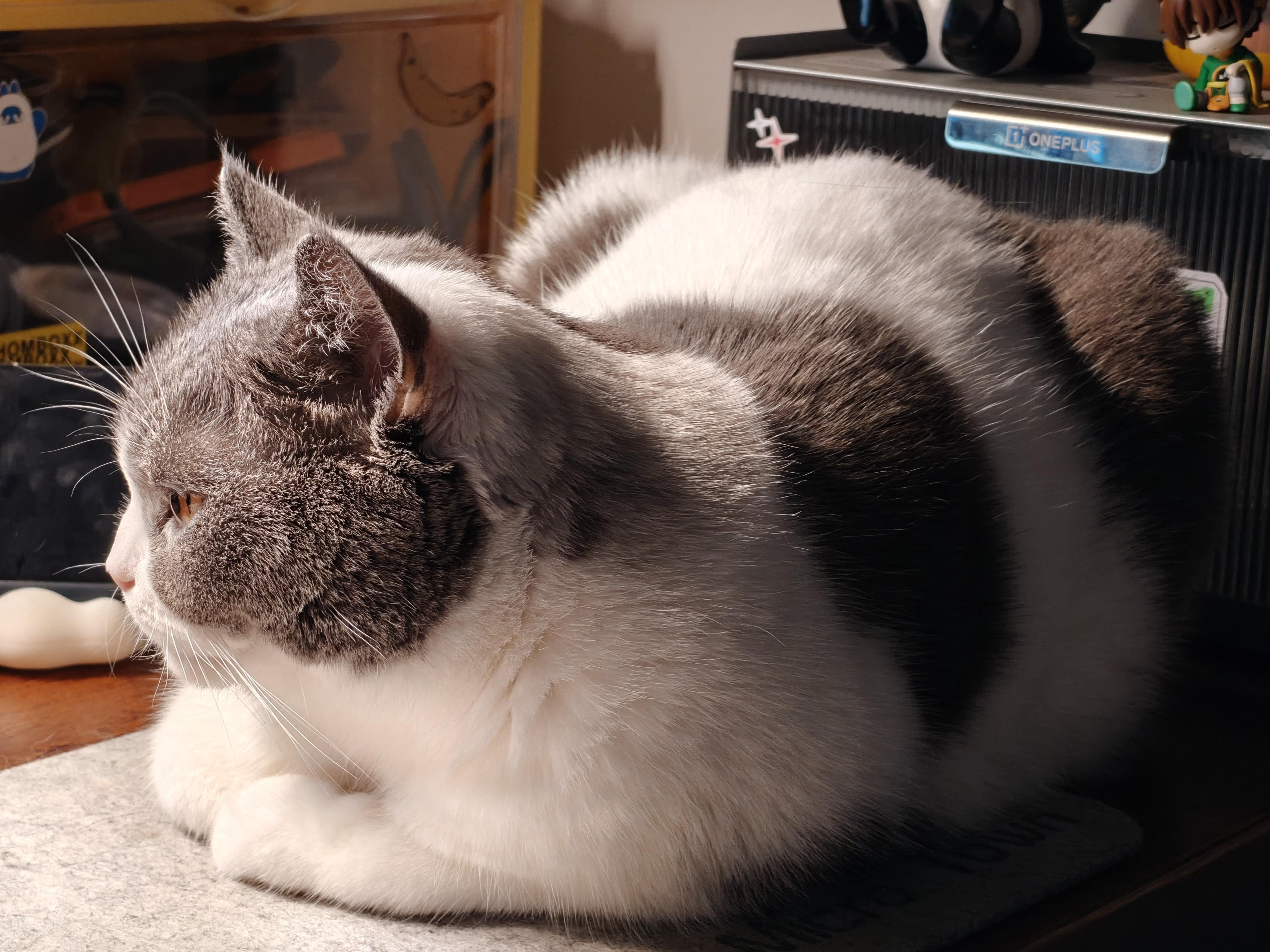 巨兽再次占领了我的停机坪