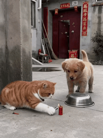 猫狗成精了
