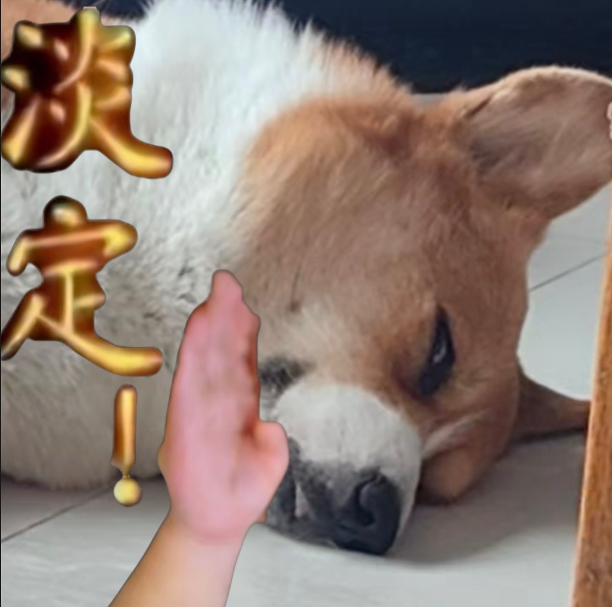 分享图片 