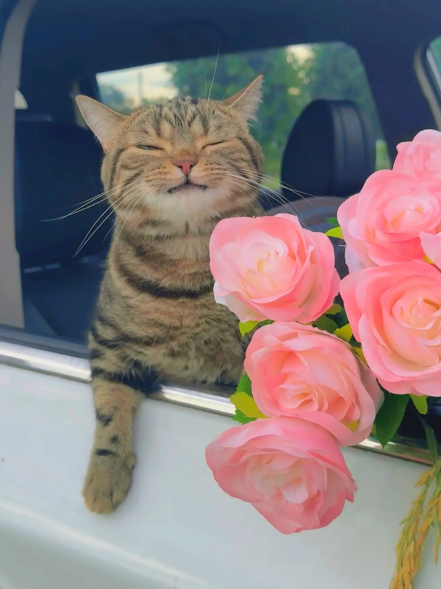 快上车帅小猫带你去兜风！来不及了