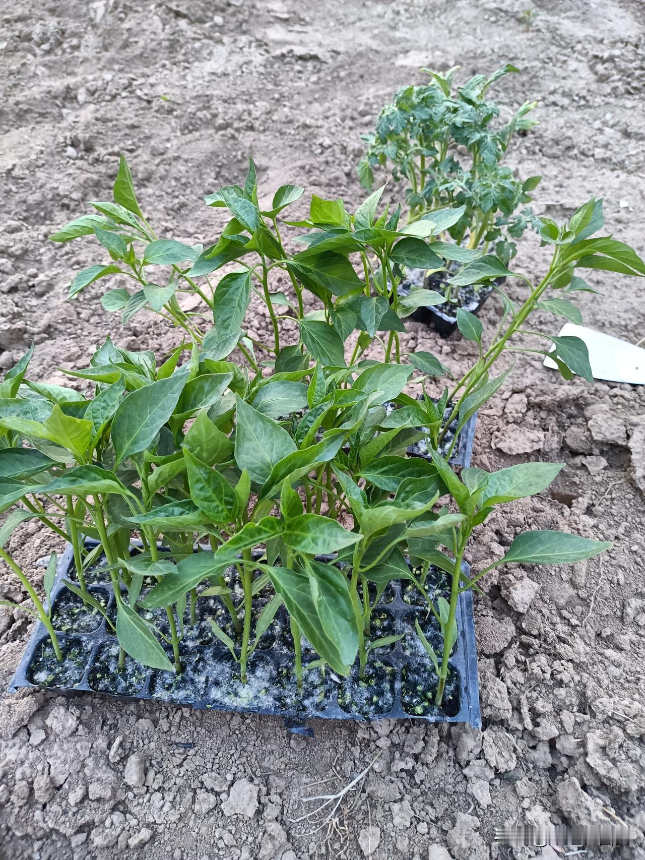 今日宜栽辣子、黄瓜、西红柿。赶太阳下山前，把供给一家人一夏的家常菜栽进菜园。

