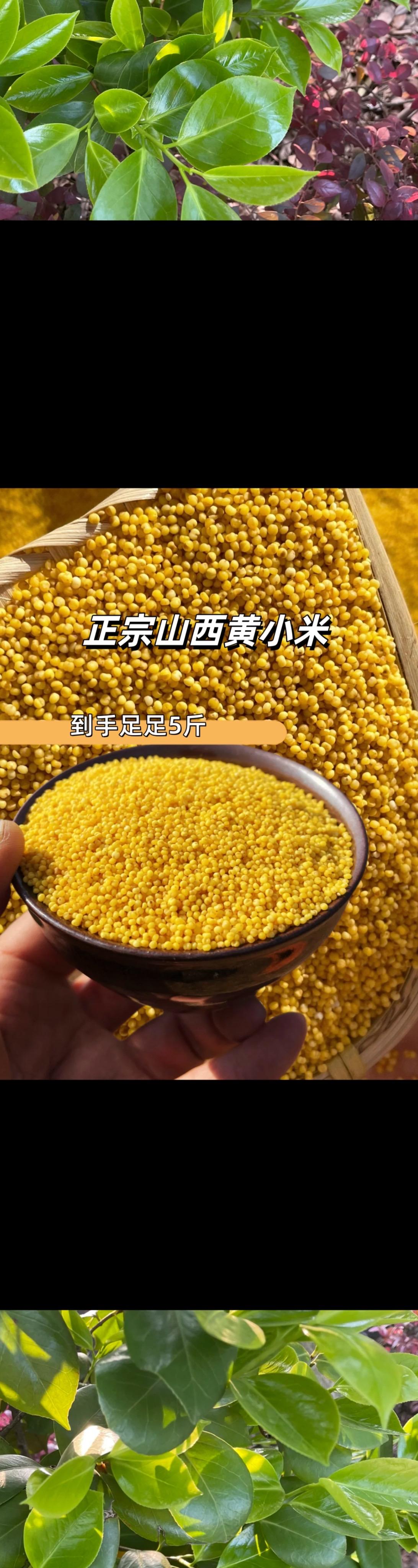 山西老品种的黄小米！五斤装的很划算！正宗的山西特产，每一粒都圆润饱满...