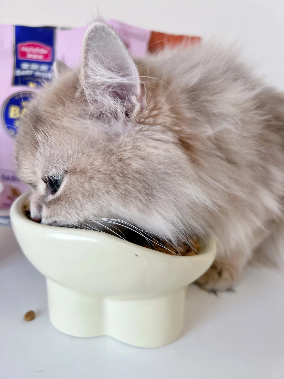 咱就说，谁家小女猫吃饭这么风卷残云～