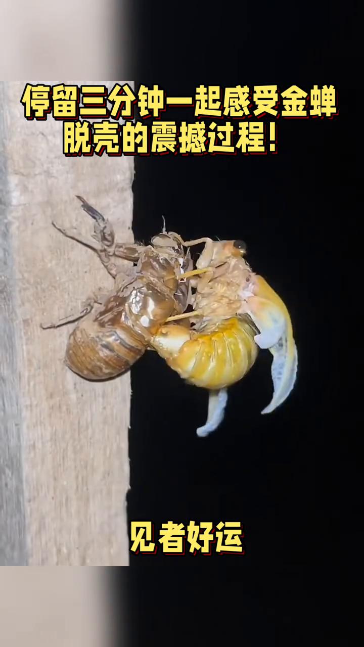 停留三分钟一起感受金蝉脱壳的震撼过程！
停留三分钟一起感受金蝉脱壳的震撼过程！