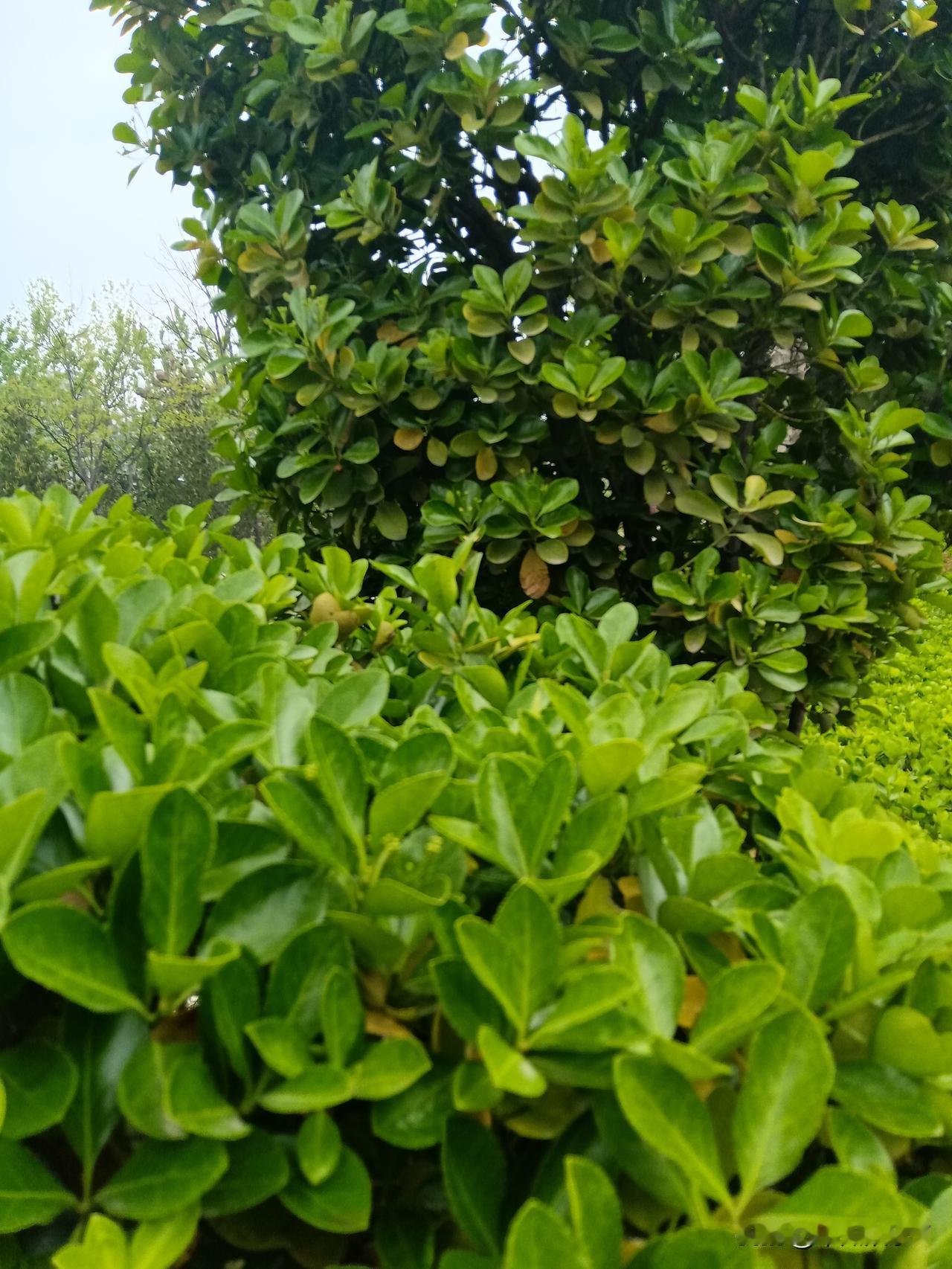 如何应对？！

炒股的人，是否发现！股市总是“慢涨急跌”！

涨的时候，一走三回