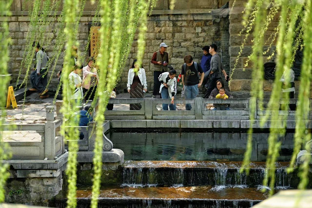 24日，泉城气温继续回升，春风吹拂护城河畔，柳枝轻摇，与喷涌的琵琶泉相映成趣，绿