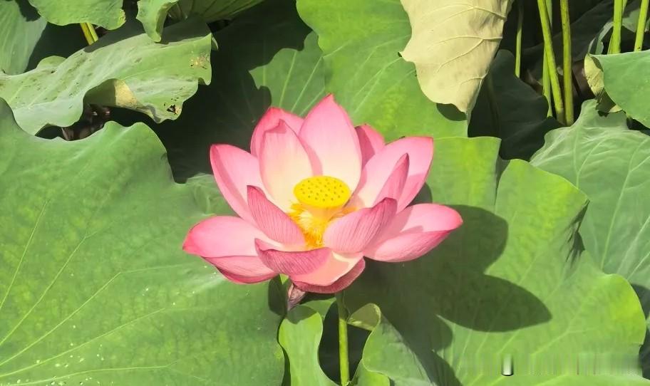 以后药店会不会也是这种情况？

昨天叫卖液化气的给我去灌气，今天送来的时候，他跟