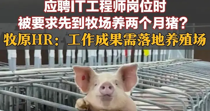 应聘IT工程师岗位时被要求先到牧场养两个月猪？牧原HR：工作成果需落地养殖场，员工需深入了解主营业务