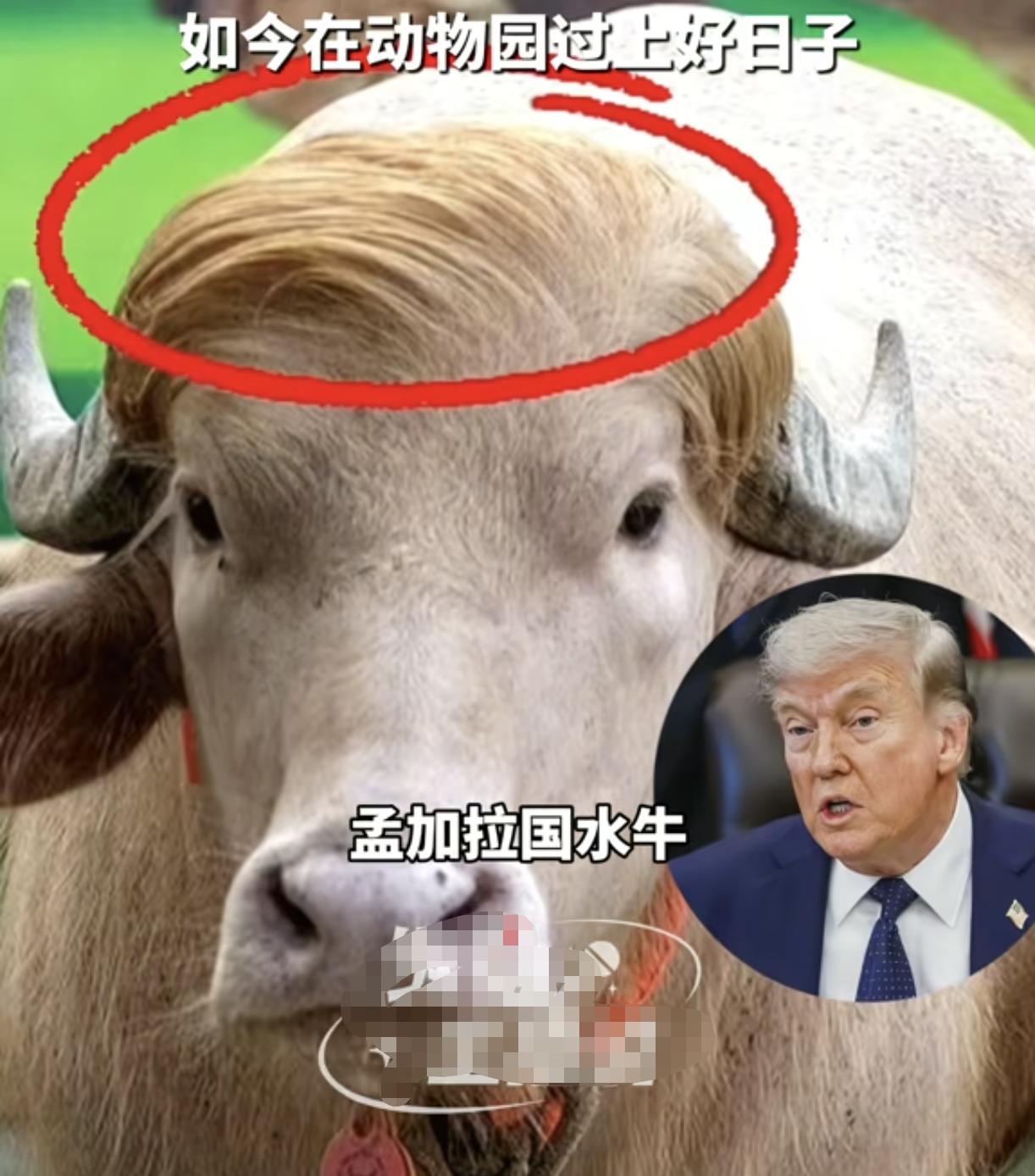笑死了，没有血缘的两个人长得像我见过，
但是没有血缘的牛和人长得像，还是头一次听