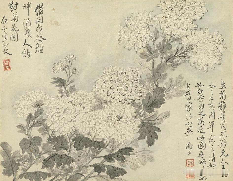 菊花是原产于中国的多年生宿根草本植物，是中国独有的花卉，应该说在二十年之前，菊花