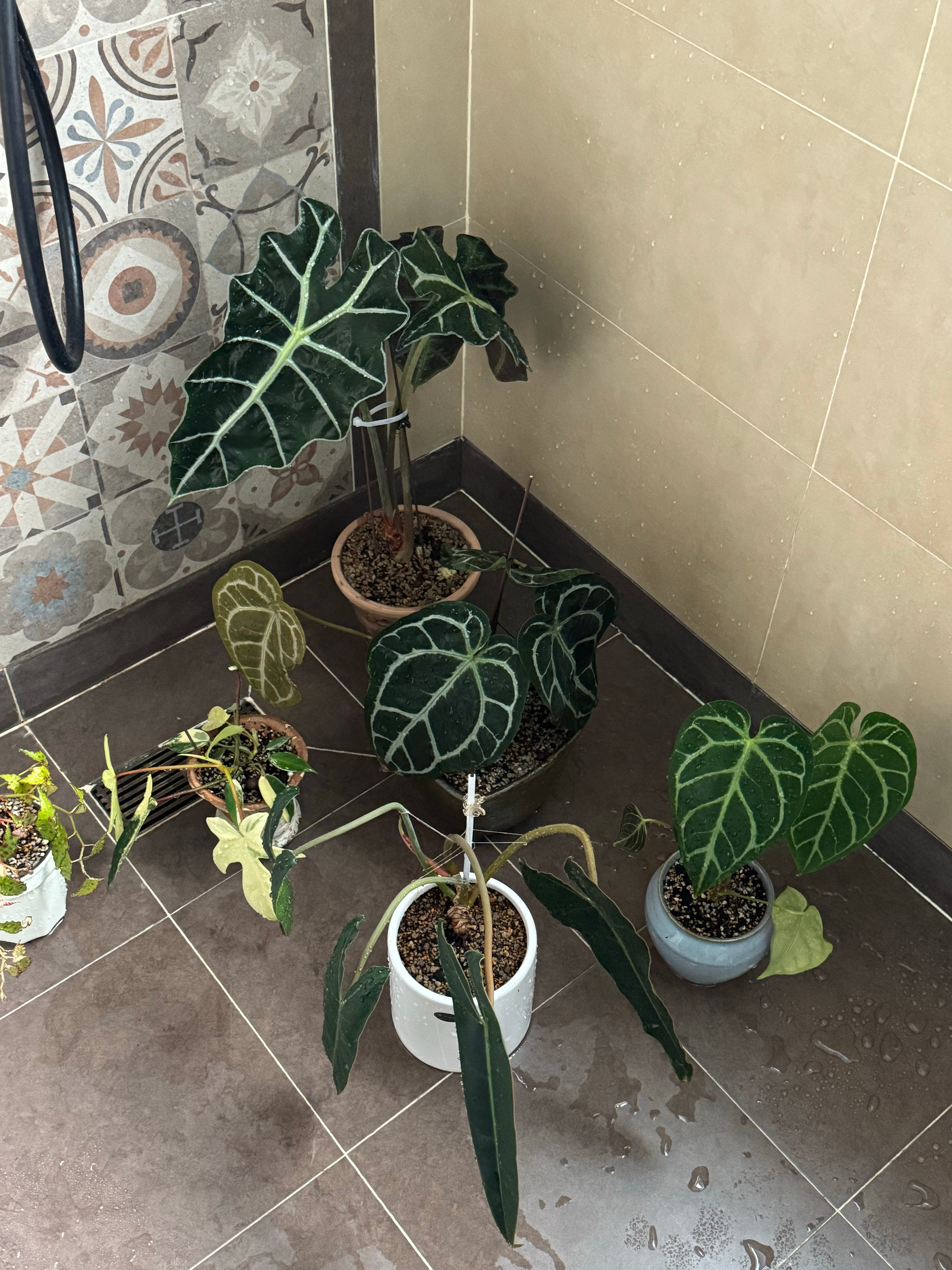 每周集体沐浴的花花。 