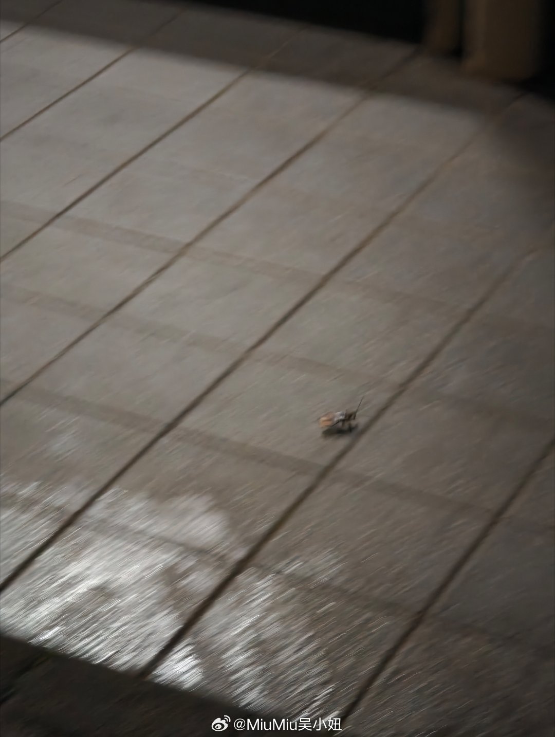 走着走着一道黑影从我脚边闪过！下意识飞窜逃离~不用想了，潮湿多雨天气，一定是大强