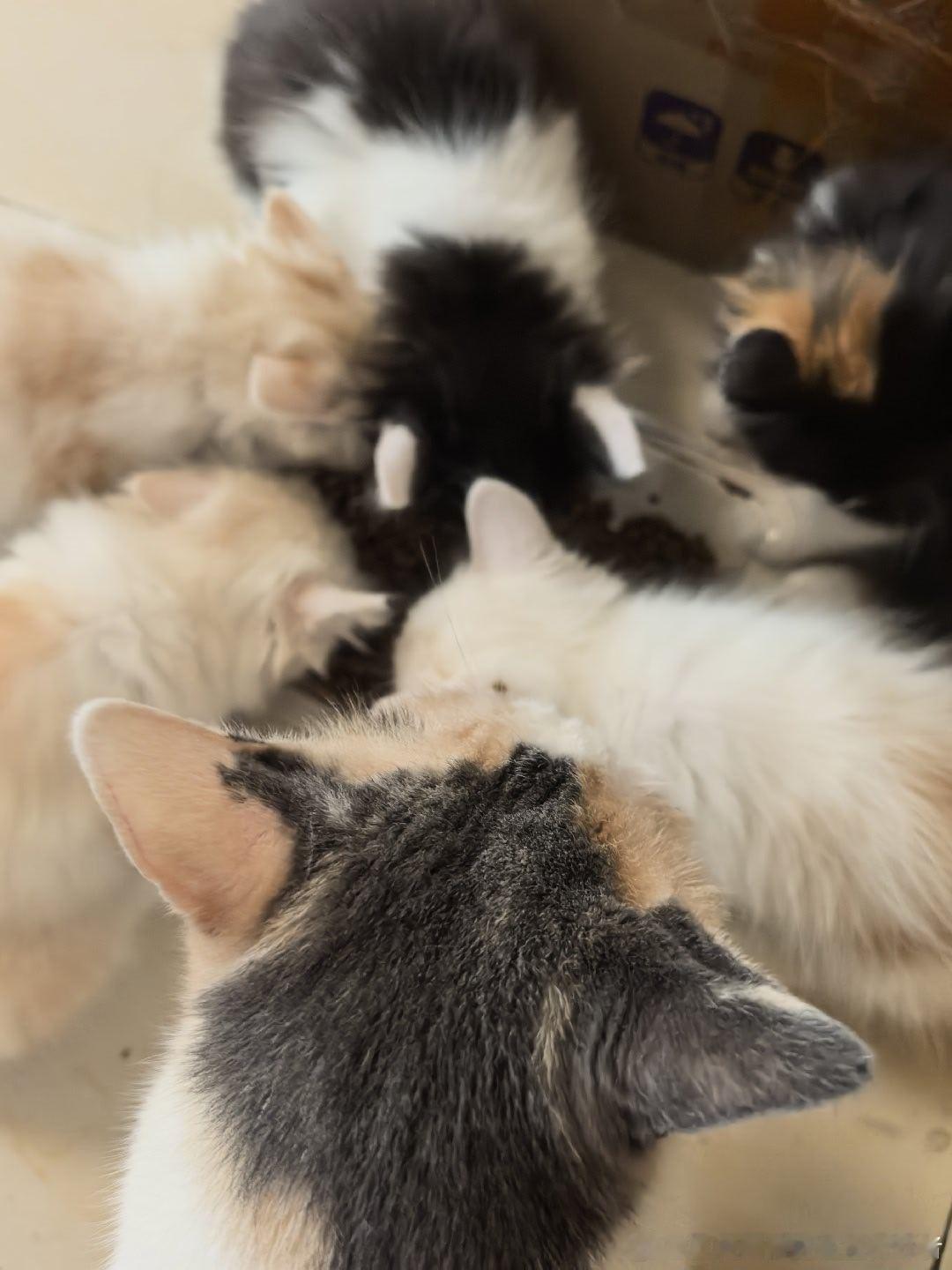 奶咪们开始吃猫粮了但是还没断奶最近在尴尬期 一个个的都变丑了 