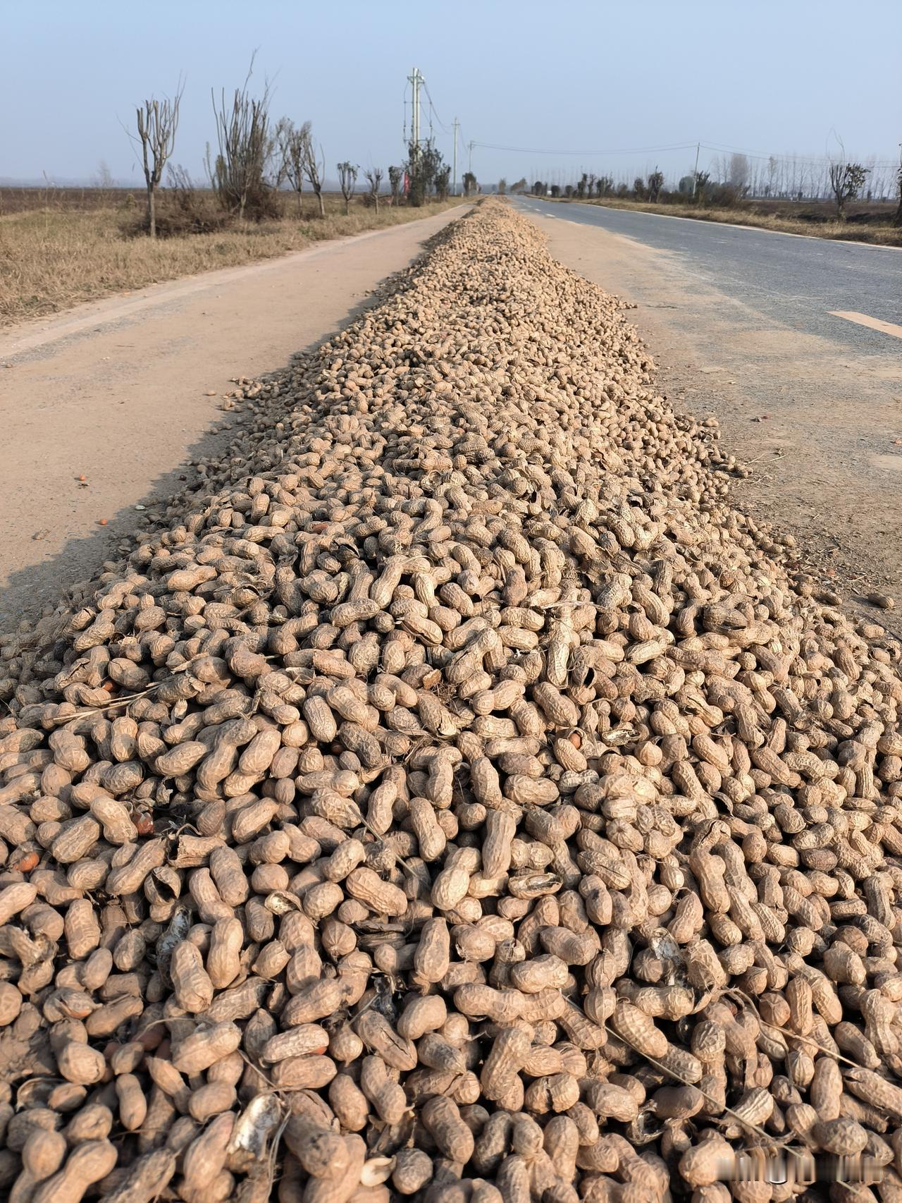 麦茬白沙通米收3.7-3.75左右，7筛精米装4.1-4.15左右，8筛精米4.