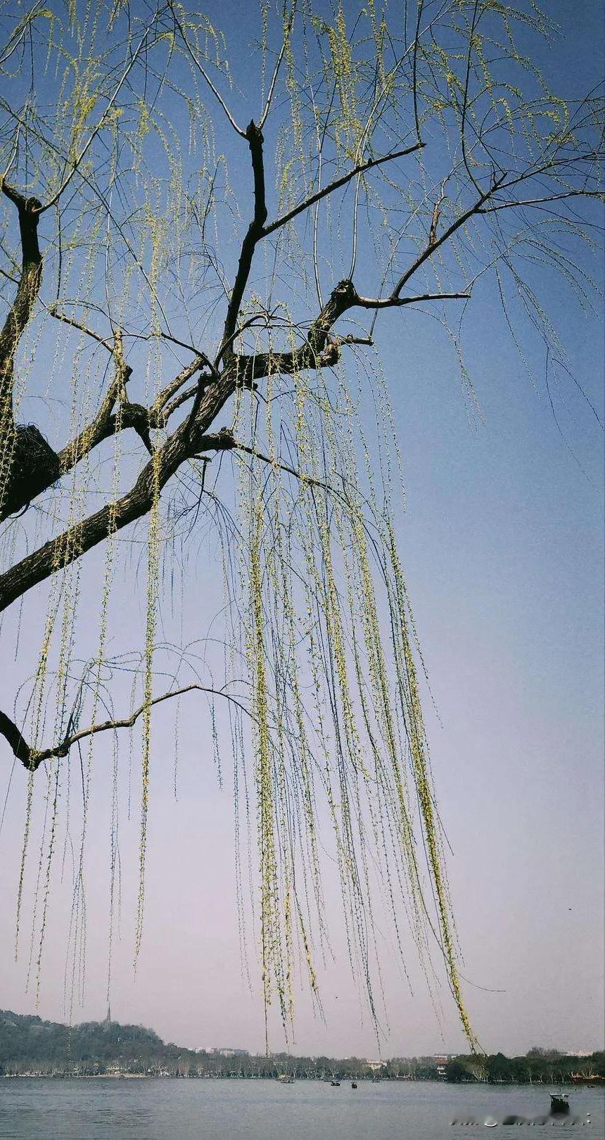 二月初，梅与柳！
    初春时节，暖和了几天，突然下起了雨夹雪，令人始料未及。