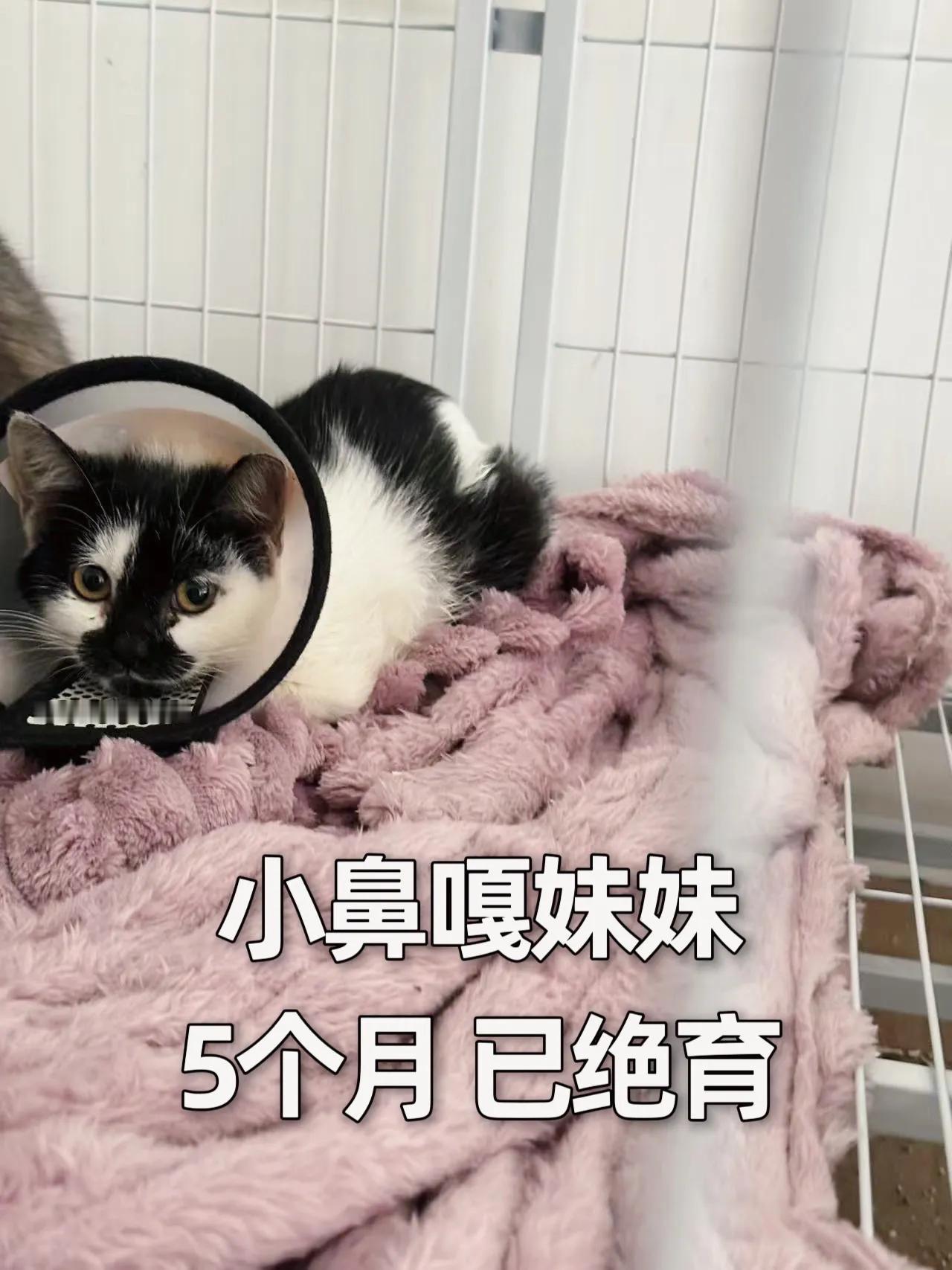 六只健康小猫求家，是这次小区TNR猫咪中选出来的猫德满分小朋友。图12是超软萌幼