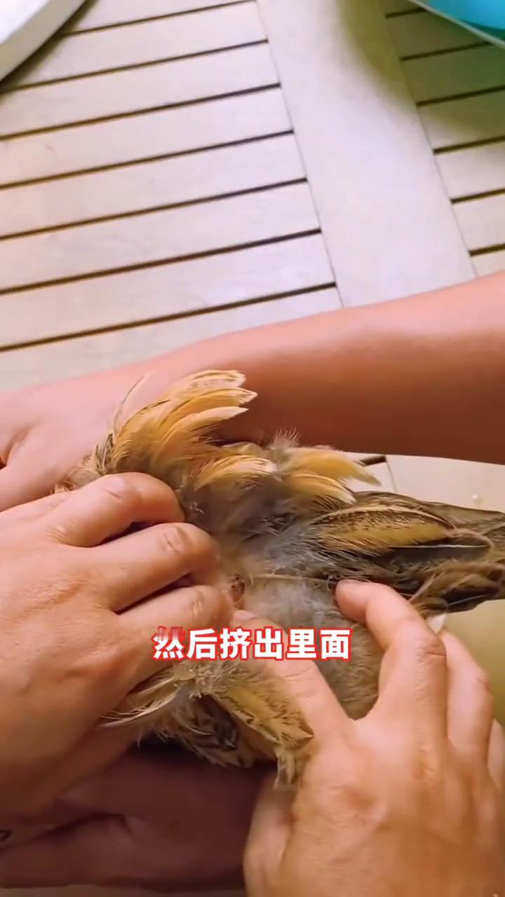 鸡不下蛋土方法。
你知道什么是剪鸡黄吗？在其背部下1/3处有一个凸起的小黄点，每