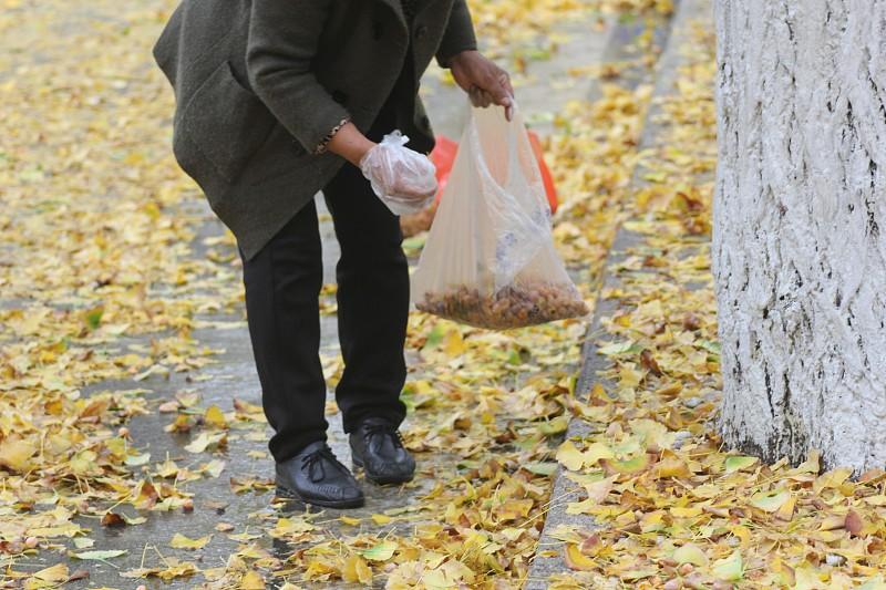 你知道路边银杏果有哪些毒性成分吗？
       早前有小区阿姨捡回半袋路边银杏