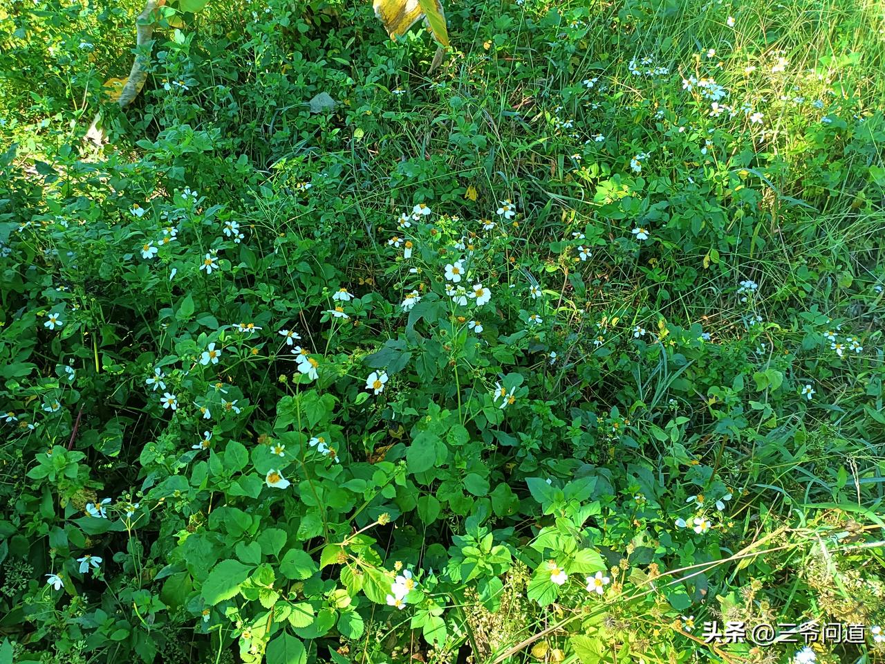 这样极简的清明集体祭祖挺好！文明新风[赞][赞][赞]老家同一玄祖的宗亲组织了集