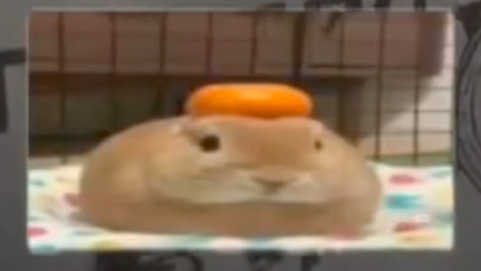 萌 