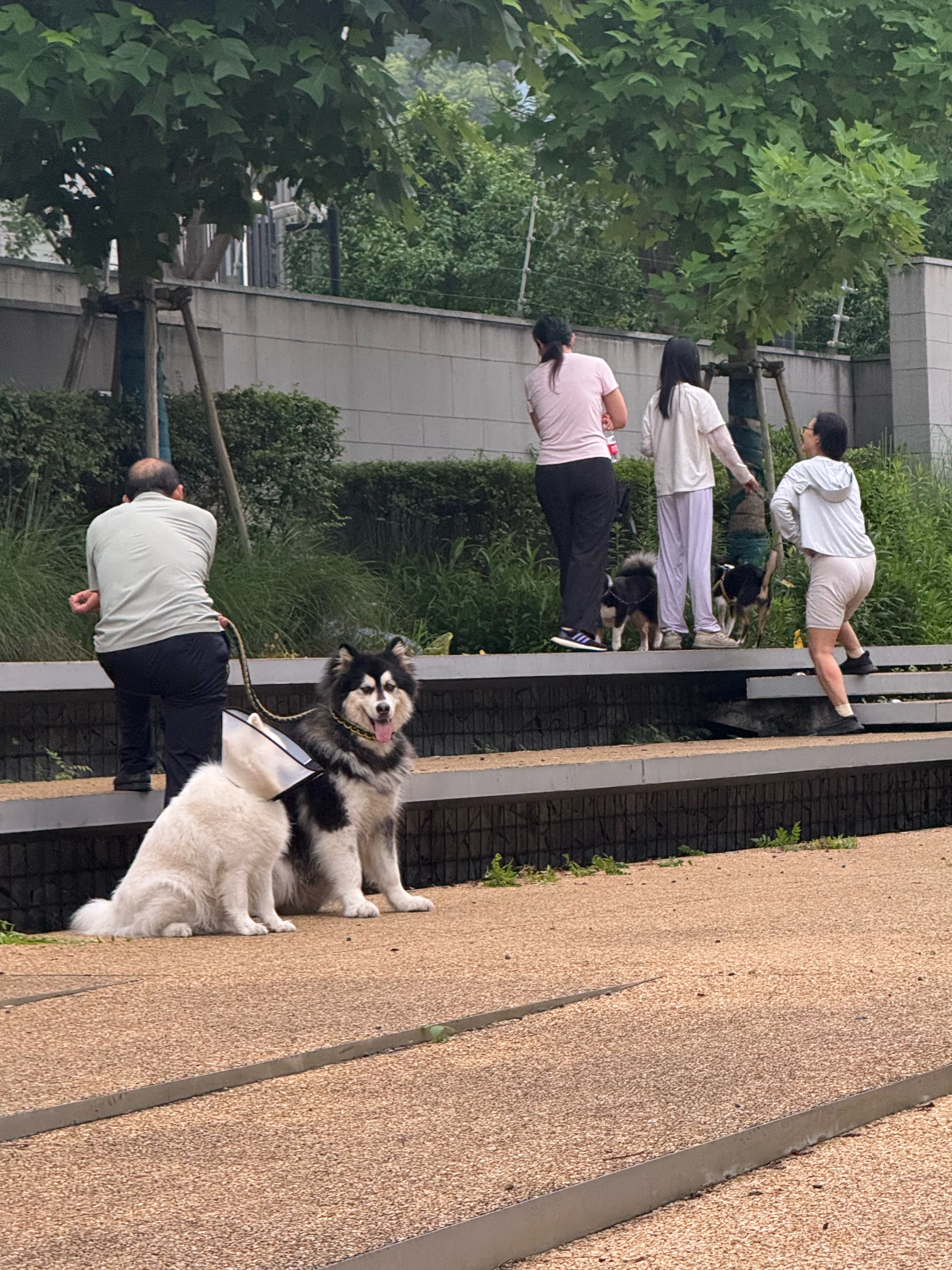 小朋友聚会，遇到同款小黑狗～萌宠c位计划