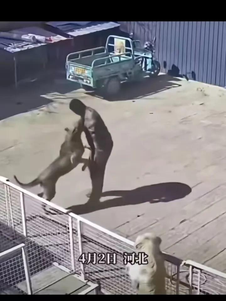 4月2日，河北，一男子养了10年的狗，这天只因男子给了狗的腿上一脚，不料狗却突然