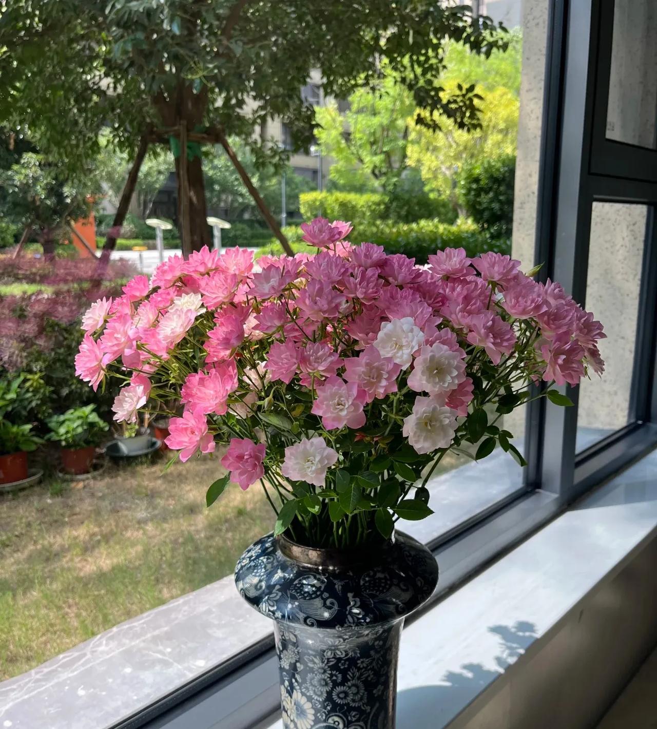 美到心巴上的天河繁星玫瑰🌹
喜欢养花的朋友记得一定要养！花的样子像迷你版的荷花