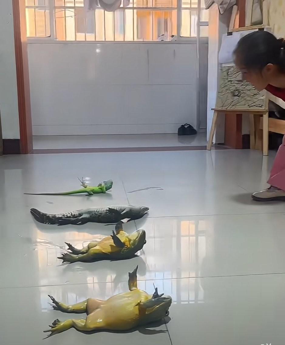 动物听5岁小女孩“调遣”，这是什么神操作？这不是最近看到的新闻，也不是最近刷到的