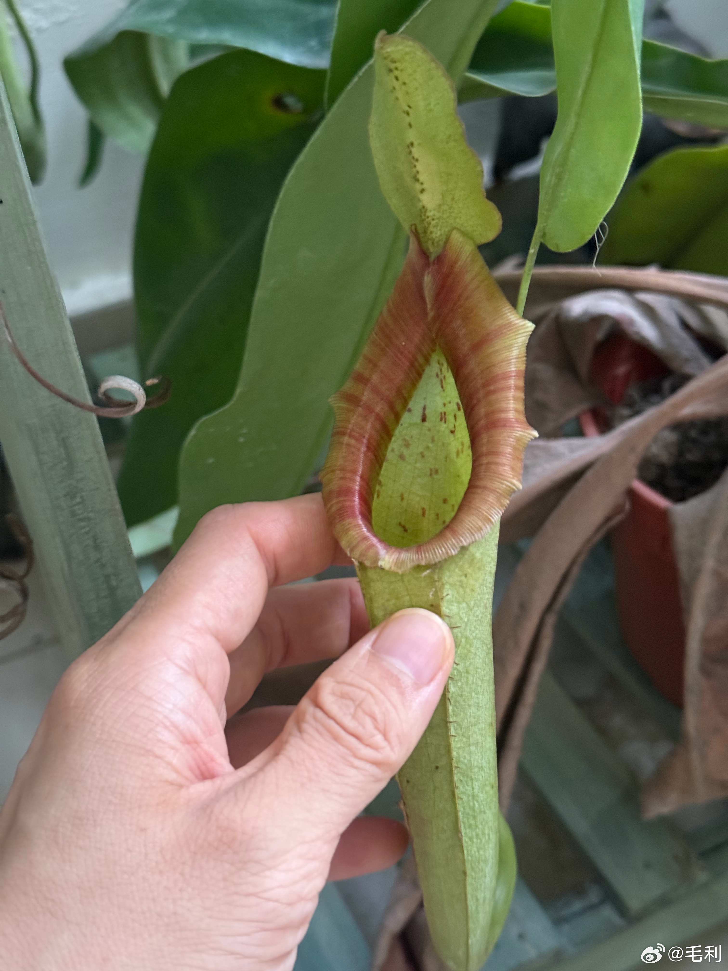 艾文养的猪笼草今天我发现这个笼里有一只很大的蜻蜓还是什么虫子非常震惊，天呐，猪笼