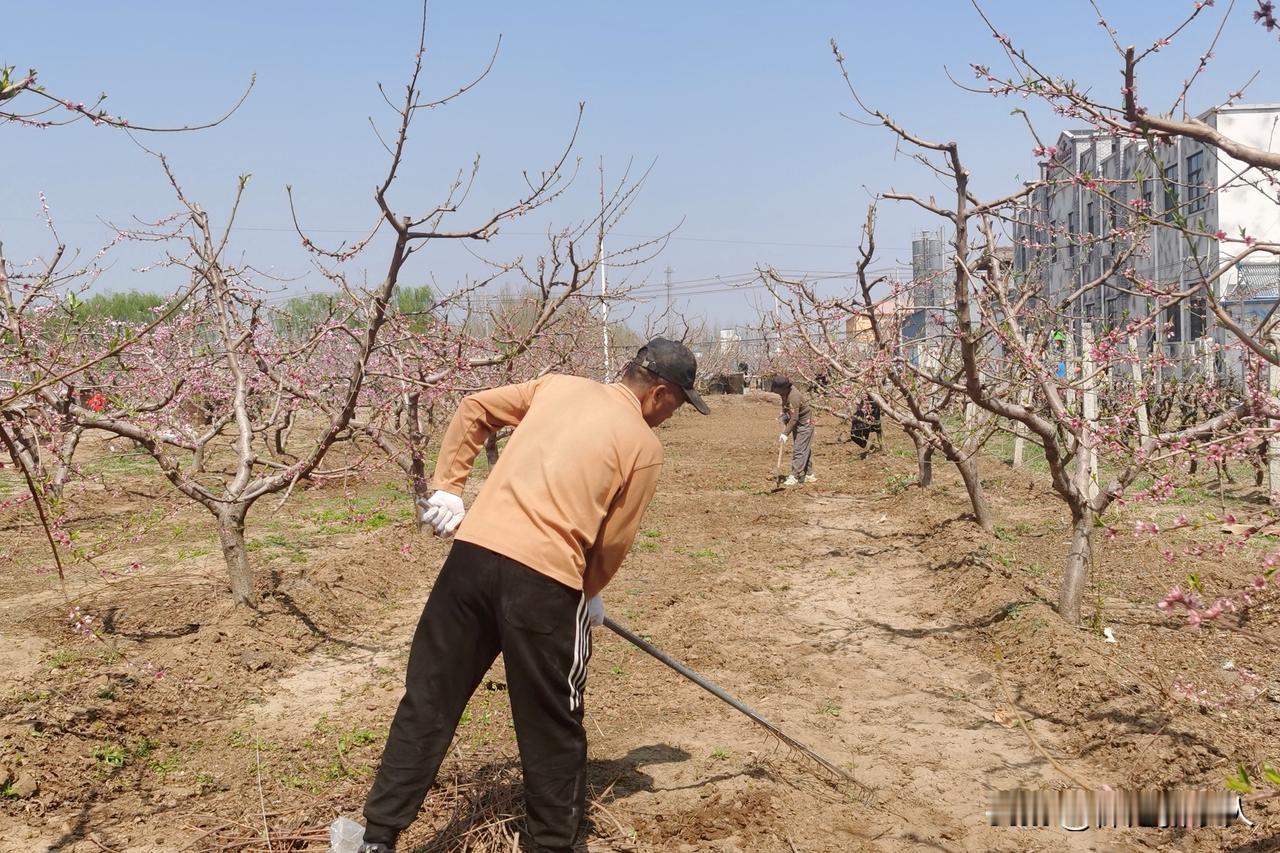 保定市徐水区大东张村北女子生产队劳动挣工分，一小时10分，换物品

从明天开始，