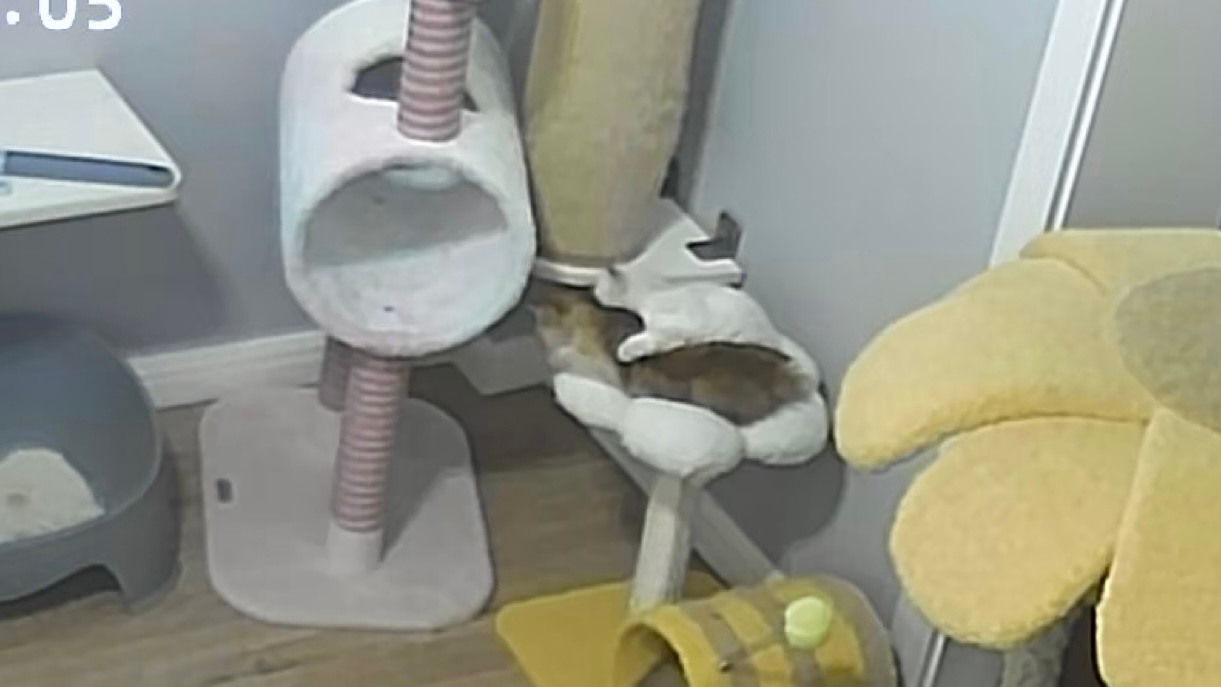 你真的很喜欢压着别人睡觉耶[抱一抱]#金点##金渐层##英国长毛猫# ​​​